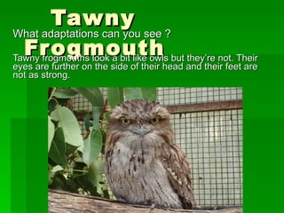Tawny Frogmouth What adaptations can you see ? Tawny frogmouths look a bit like owls but they’re not. Their eyes are further on the side of their head and their feet are not as strong. 
