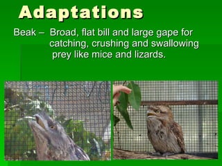 Beak –  Broad, flat bill and large gape for    catching, crushing and swallowing    prey like mice and lizards. Adaptations 