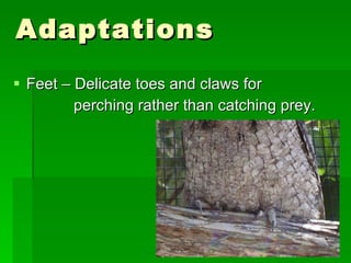 Adaptations Feet – Delicate toes and claws for  perching rather than catching prey. 