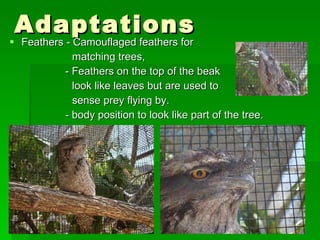 Adaptations Feathers - Camouflaged feathers for  matching trees,    - Feathers on the top of the beak  look like leaves but are used to  sense prey flying by.   - body position to look like part of the tree. 