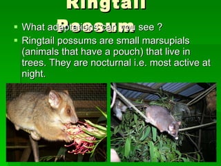 Ringtail Possum What adaptations can you see ? Ringtail possums are small marsupials (animals that have a pouch) that live in  trees. They are nocturnal i.e. most active at night. 
