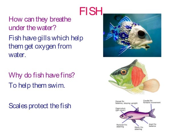 Fish Adaptations List – 10 Fish Adaptations (Evolutionary Secrets!) – SXHBN