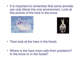 • It is important to remember that some animals
can only blend into one environment. Look at
this picture of the hare in the snow.

• Then look at the hare in the forest.
• Where is the hare more safe from predators?
In the snow or in the forest?

 