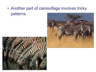• Another part of camouflage involves tricky
patterns.

 