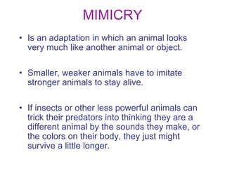 MIMICRY
• Is an adaptation in which an animal looks
very much like another animal or object.
• Smaller, weaker animals have to imitate
stronger animals to stay alive.
• If insects or other less powerful animals can
trick their predators into thinking they are a
different animal by the sounds they make, or
the colors on their body, they just might
survive a little longer.

 