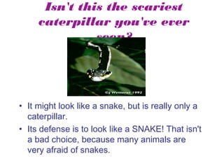 Isn't this the scariest
caterpillar you've ever
seen?

• It might look like a snake, but is really only a
caterpillar.
• Its defense is to look like a SNAKE! That isn't
a bad choice, because many animals are
very afraid of snakes.

 