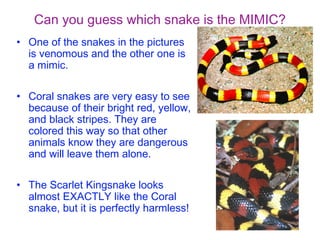Can you guess which snake is the MIMIC?
• One of the snakes in the pictures
is venomous and the other one is
a mimic.
• Coral snakes are very easy to see
because of their bright red, yellow,
and black stripes. They are
colored this way so that other
animals know they are dangerous
and will leave them alone.
• The Scarlet Kingsnake looks
almost EXACTLY like the Coral
snake, but it is perfectly harmless!

 