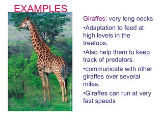 EXAMPLES

Giraffes: very long necks
•Adaptation to feed at
high levels in the
treetops.
•Also help them to keep
track of predators.
•communicate with other
giraffes over several
miles.
•Giraffes can run at very
fast speeds

 