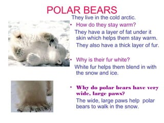 POLAR BEARS

They live in the cold arctic.
• How do they stay warm?
They have a layer of fat under it
skin which helps them stay warm.
They also have a thick layer of fur.
• Why is their fur white?
White fur helps them blend in with
the snow and ice.
• Why do polar bears have very
wide, large paws?
The wide, large paws help polar
bears to walk in the snow.

 