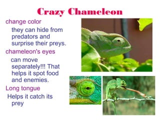 Crazy Chameleon

change color
they can hide from
predators and
surprise their preys.
chameleon's eyes
can move
separately!!! That
helps it spot food
and enemies.
Long tongue
Helps it catch its
prey

 