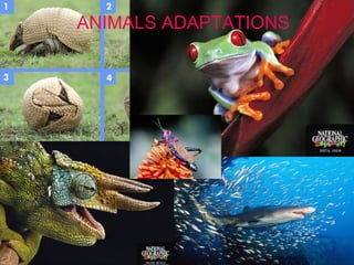 ANIMALS ADAPTATIONS

 