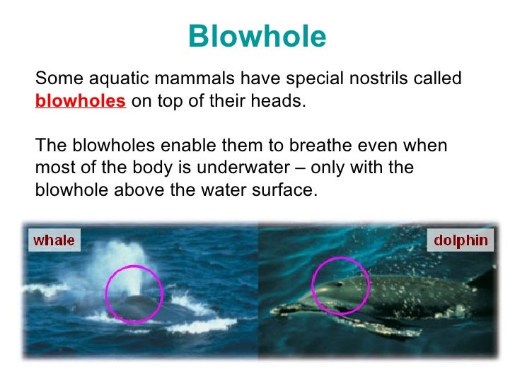 Adaptations For Breathing In Water (2 Jul)