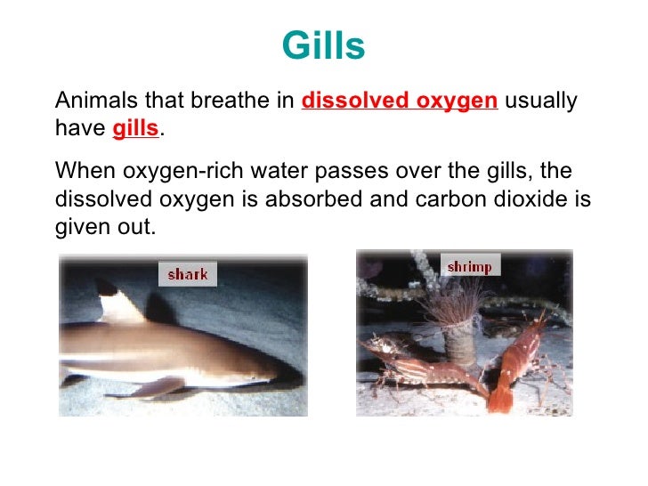 Adaptations For Breathing In Water (2 Jul)