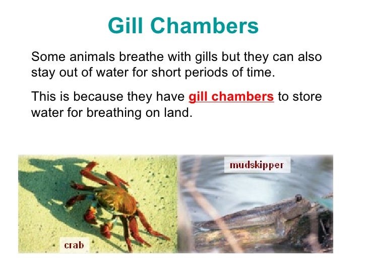 Adaptations For Breathing In Water (2 Jul)