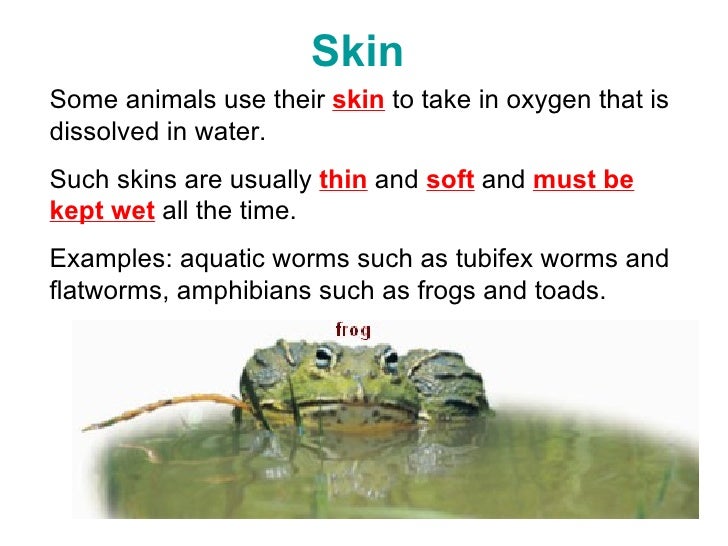 Adaptations For Breathing In Water (2 Jul)