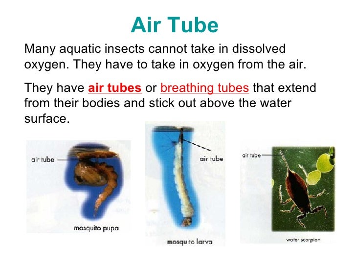 Adaptations For Breathing In Water (2 Jul)