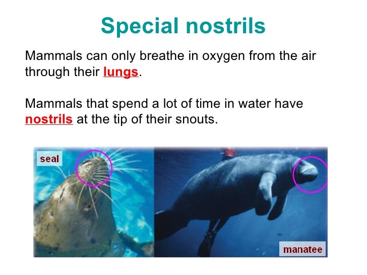 Adaptations For Breathing In Water (2 Jul)