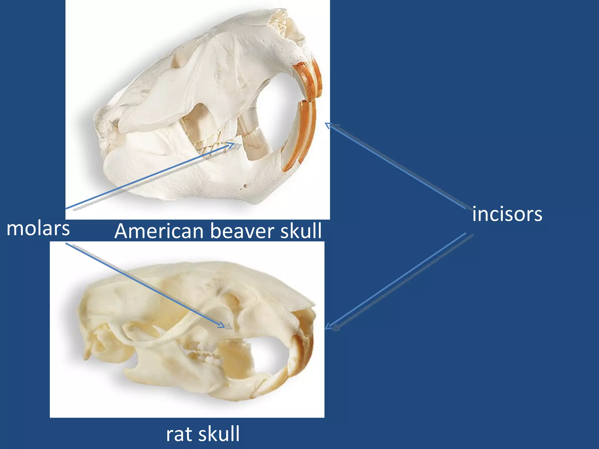 American beaver skull rat skull incisors molars 