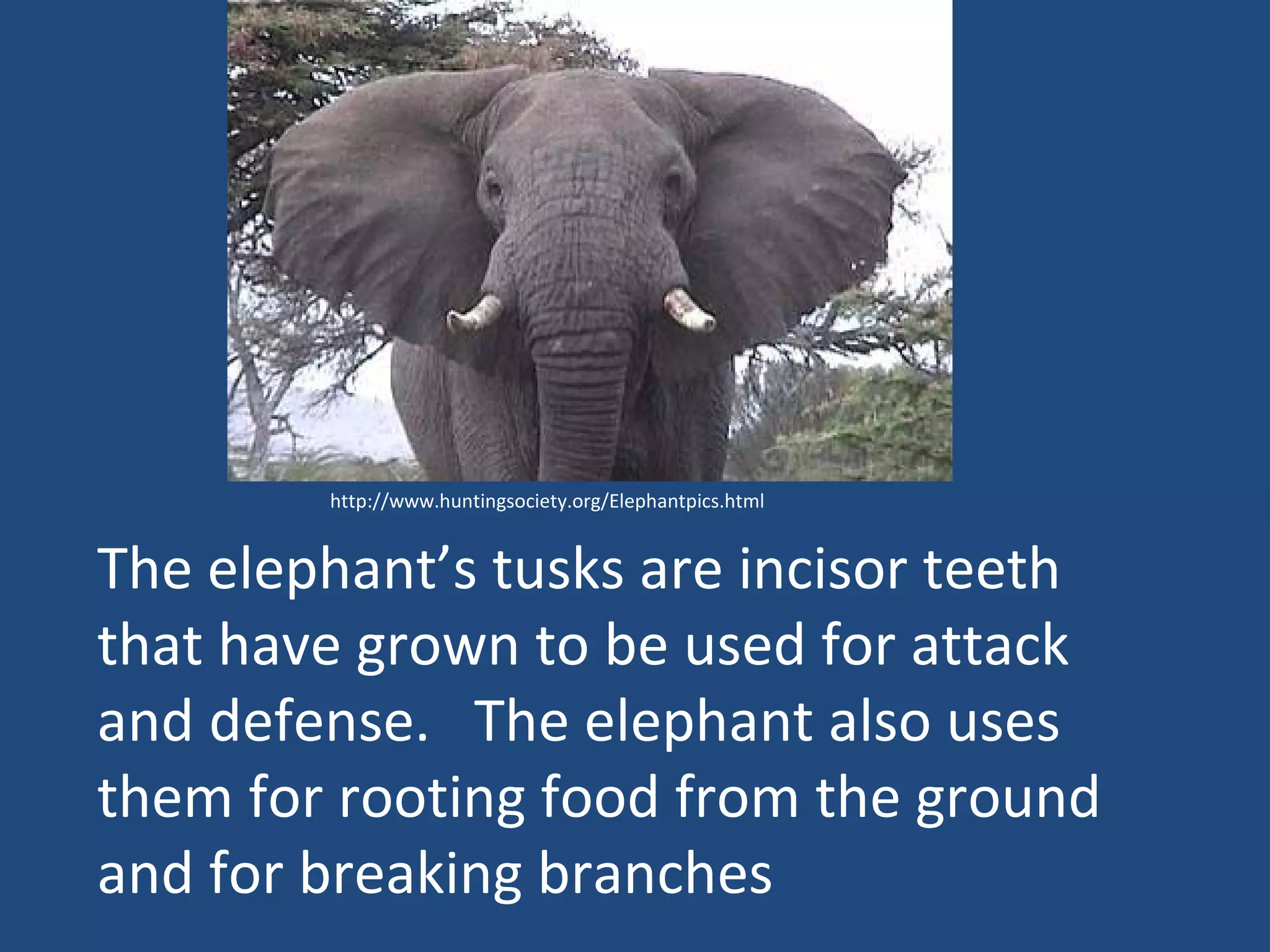 The elephant’s tusks are incisor teeth that have grown to be used for attack and defense.  The elephant also uses them for rooting food from the ground and for breaking branches http://www.huntingsociety.org/Elephantpics.html 