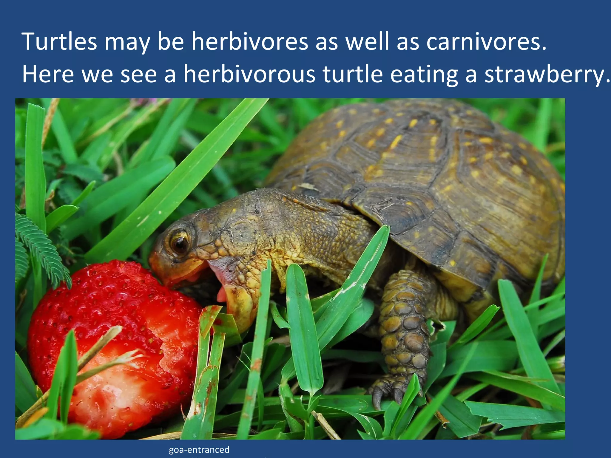 goa-entranced http://www.flickr.com/  Turtles may be herbivores as well as carnivores.    Here we see a herbivorous turtle eating a strawberry.  