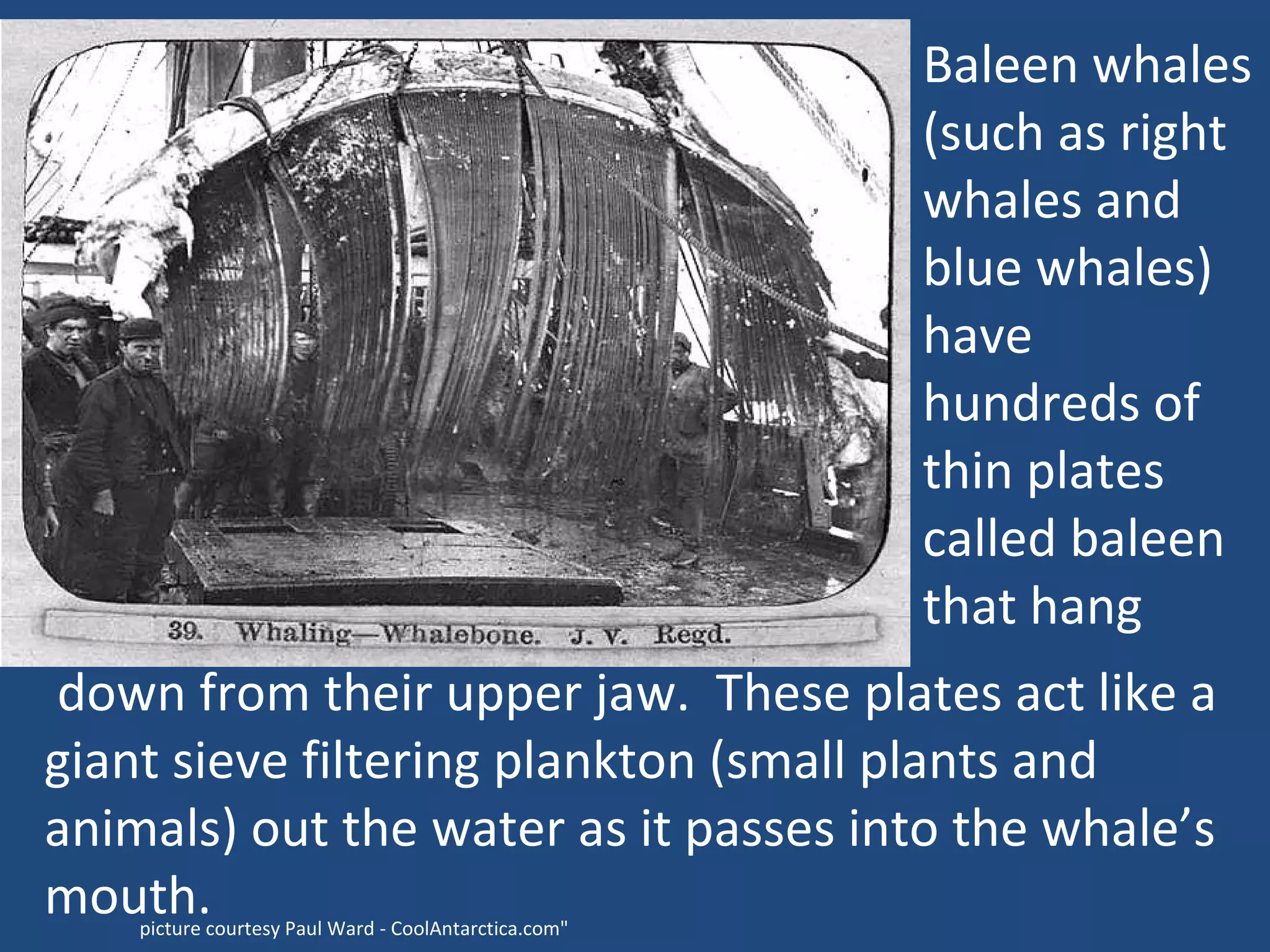 down from their upper jaw.  These plates act like a giant sieve filtering plankton (small plants and animals) out the water as it passes into the whale’s mouth. picture courtesy Paul Ward - CoolAntarctica.com" Baleen whales (such as right whales and blue whales) have hundreds of thin plates called baleen that hang  