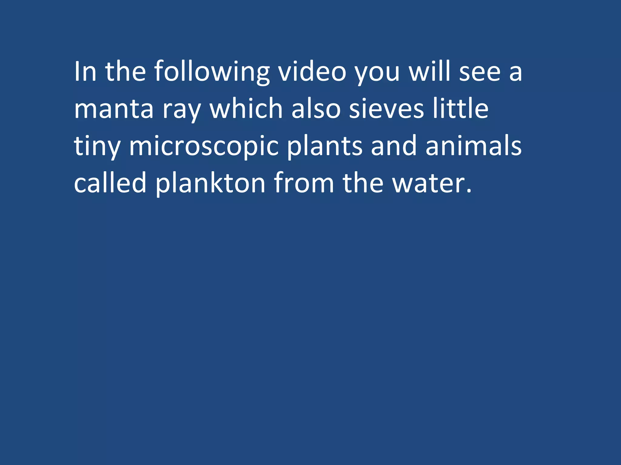 In the following video you will see a manta ray which also sieves little tiny microscopic plants and animals called plankton from the water. 