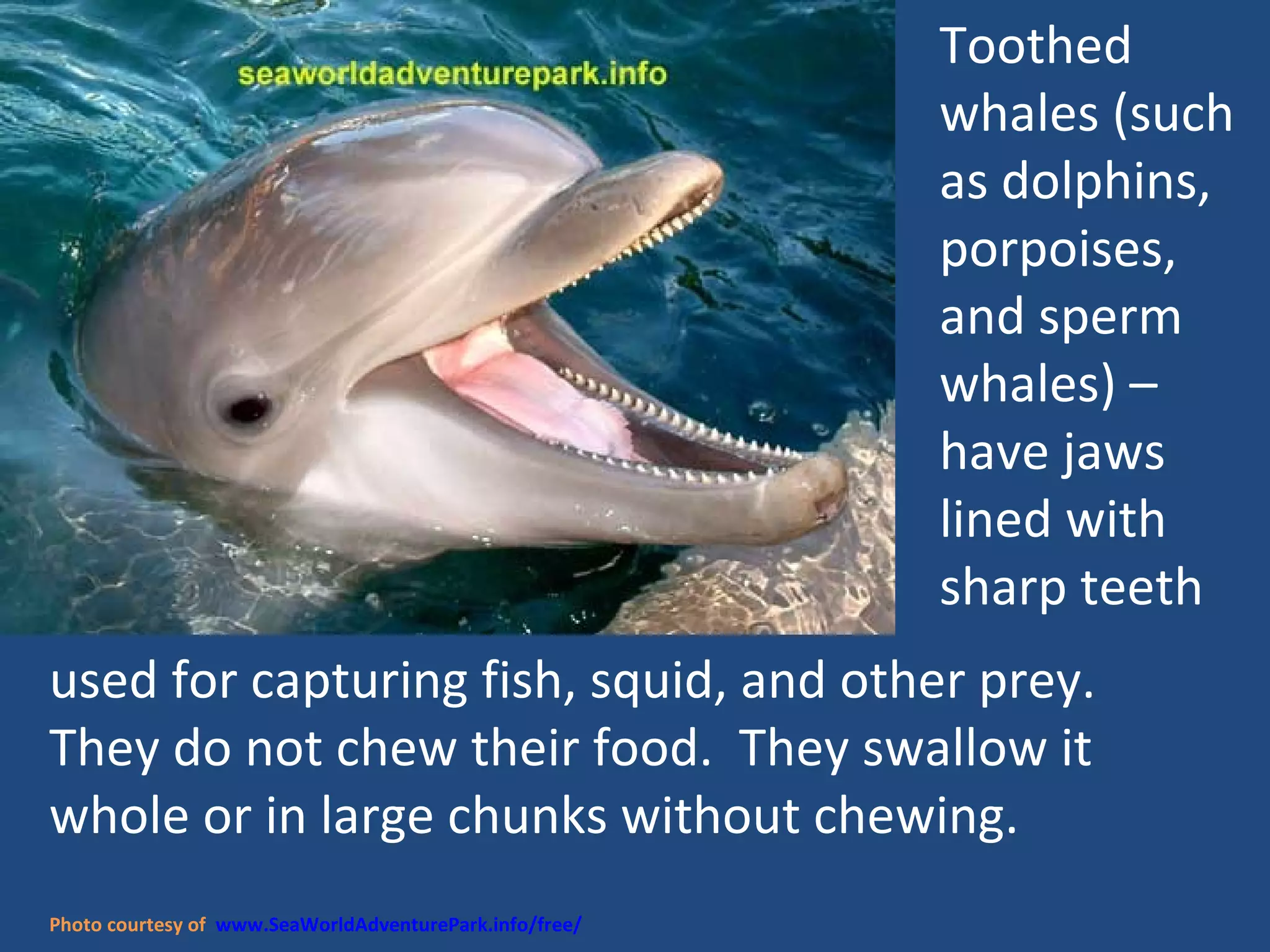 used for capturing fish, squid, and other prey. They do not chew their food.  They swallow it whole or in large chunks without chewing. Photo courtesy of  www.SeaWorldAdventurePark.info/free/ Toothed whales (such as dolphins, porpoises, and sperm whales) –have jaws lined with sharp teeth  