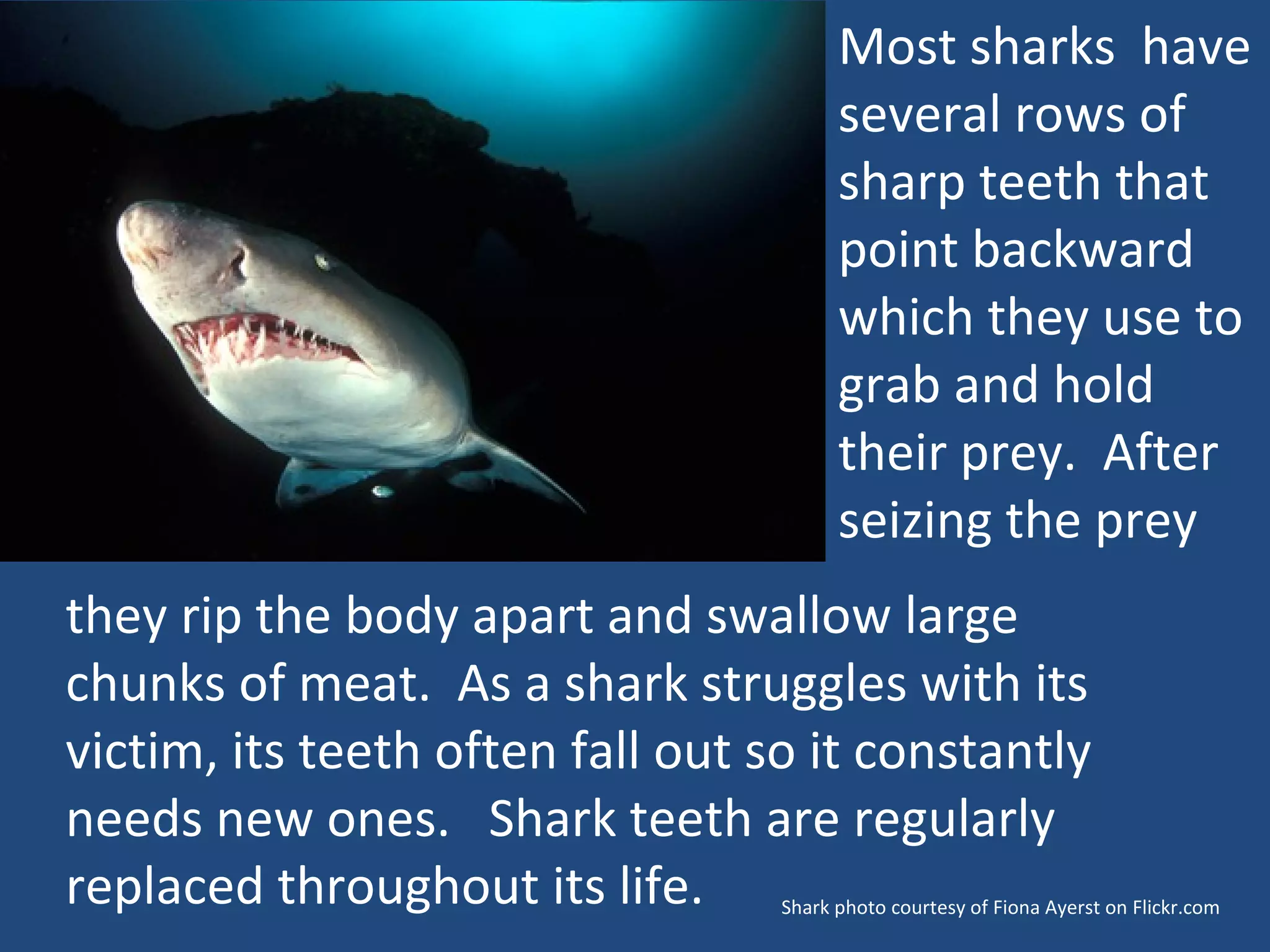 Most sharks  have several rows of sharp teeth that point backward which they use to grab and hold their prey.  After seizing the prey Shark photo courtesy of Fiona Ayerst on Flickr.com they rip the body apart and swallow large chunks of meat.  As a shark struggles with its victim, its teeth often fall out so it constantly needs new ones.  Shark teeth are regularly replaced throughout its life. 