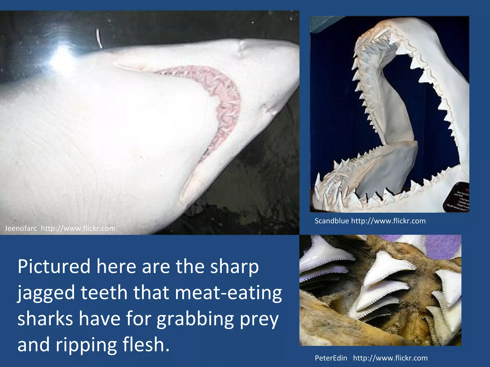PeterEdin  http://www.flickr.com Jeenofarc  http://www.flickr.com Scandblue http://www.flickr.com Pictured here are the sharp jagged teeth that meat-eating sharks have for grabbing prey and ripping flesh. 