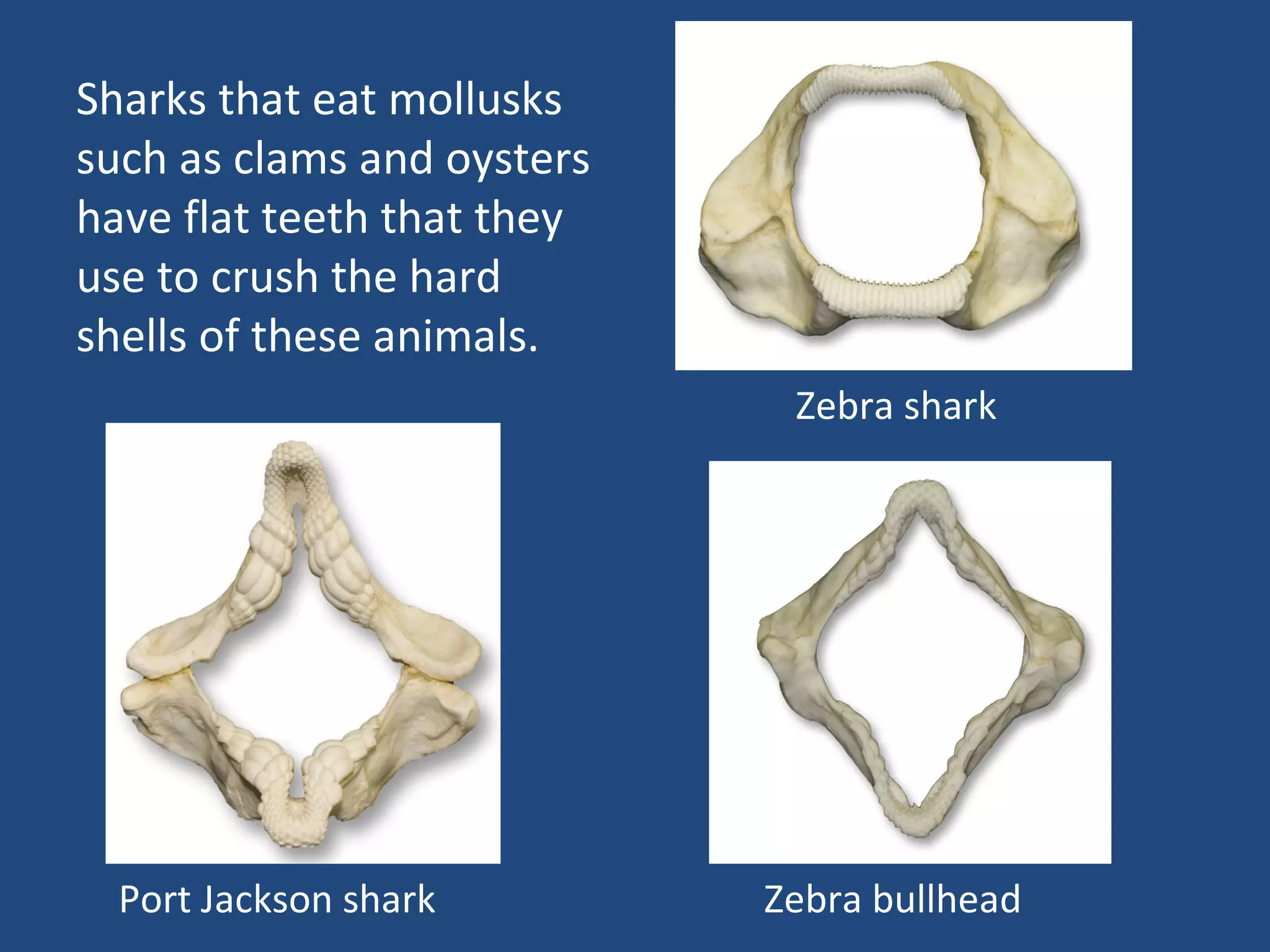 Zebra bullhead Port Jackson shark Zebra shark Sharks that eat mollusks such as clams and oysters have flat teeth that they use to crush the hard shells of these animals.  