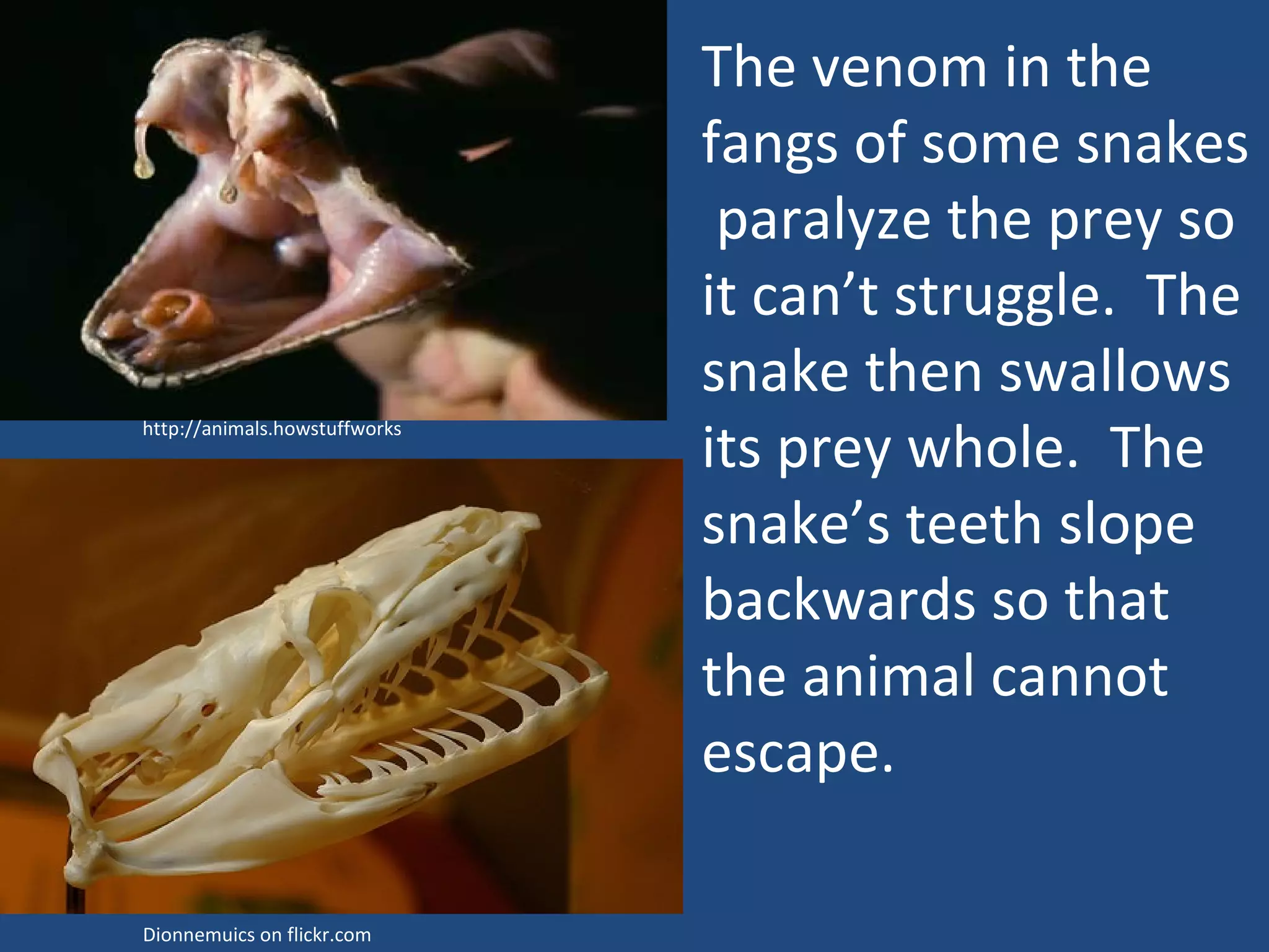 The venom in the fangs of some snakes  paralyze the prey so it can’t struggle.  The snake then swallows its prey whole.  The snake’s teeth slope backwards so that the animal cannot escape. Dionnemuics on flickr.com http://animals.howstuffworks 