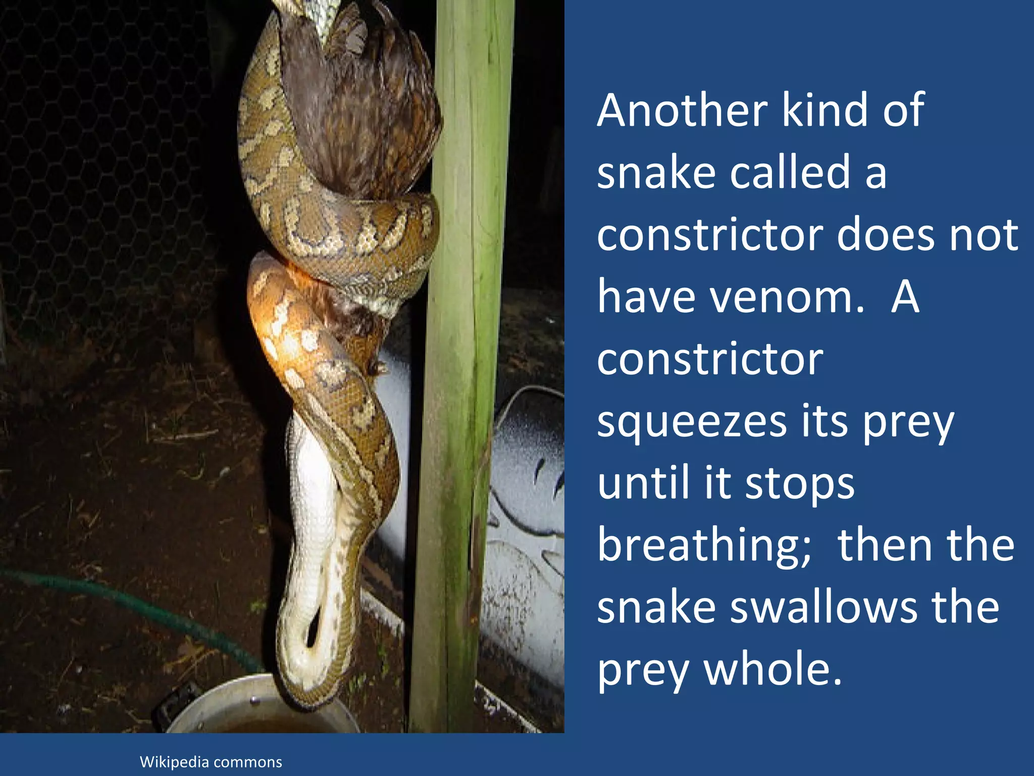 Another kind of snake called a constrictor does not have venom.  A constrictor squeezes its prey until it stops breathing;  then the snake swallows the prey whole.  Wikipedia commons 