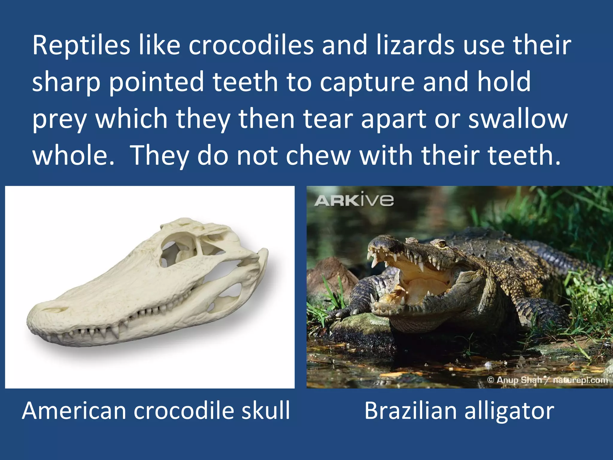 Reptiles like crocodiles and lizards use their sharp pointed teeth to capture and hold prey which they then tear apart or swallow whole.  They do not chew with their teeth. American crocodile skull Brazilian alligator 