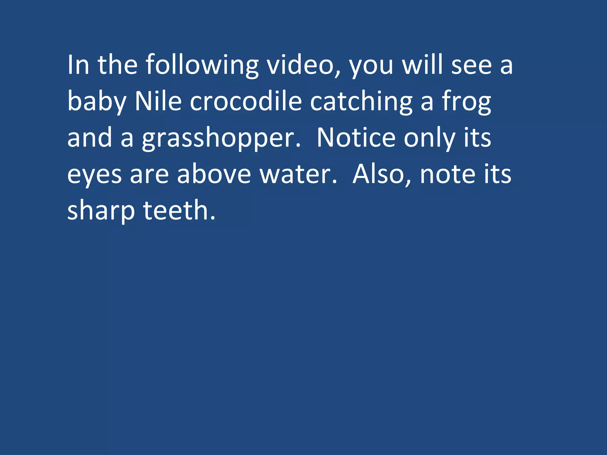 In the following video, you will see a baby Nile crocodile catching a frog and a grasshopper.  Notice only its eyes are above water.  Also, note its sharp teeth. 