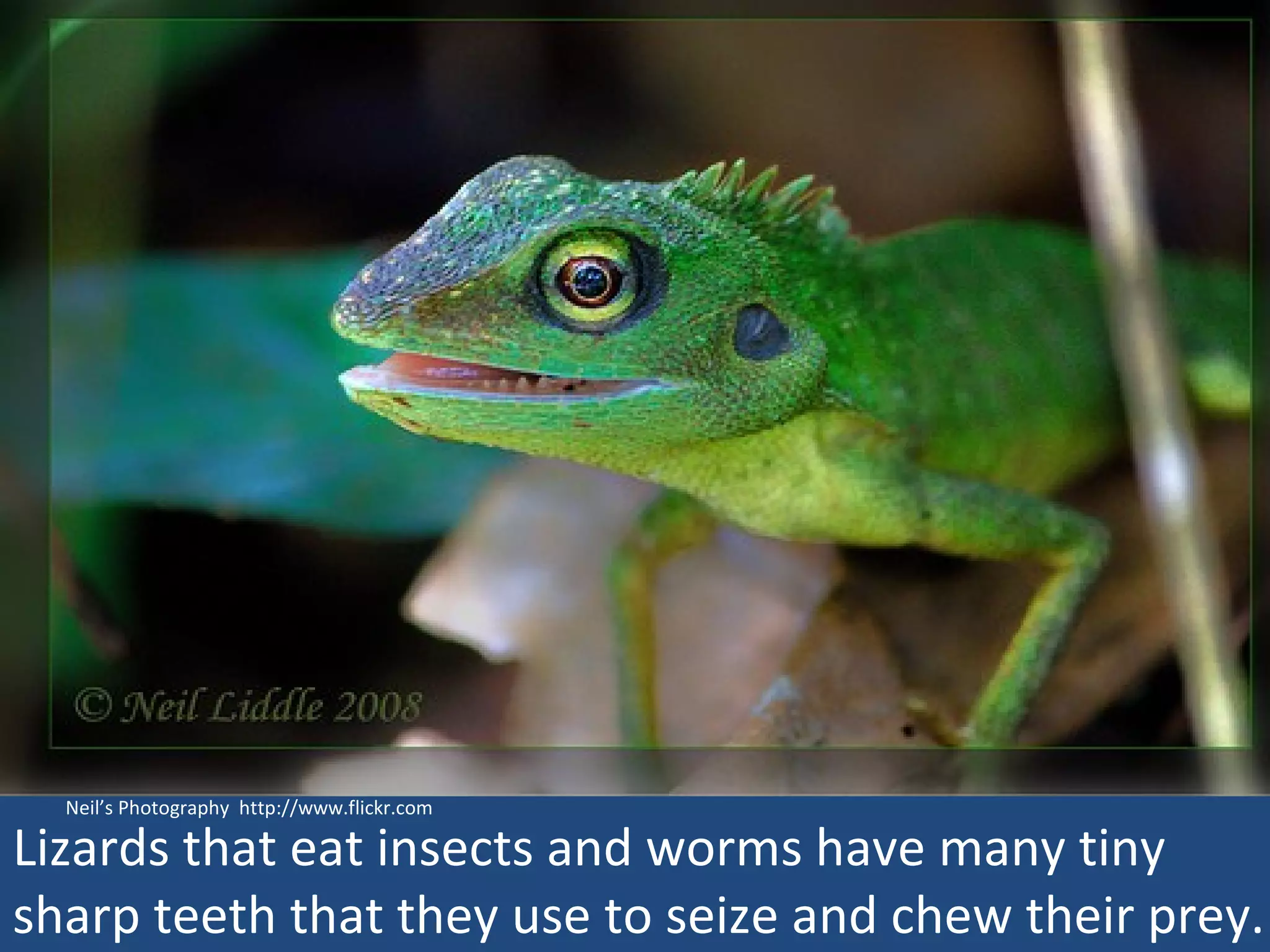 Neil’s Photography  http://www.flickr.com Lizards that eat insects and worms have many tiny sharp teeth that they use to seize and chew their prey. 