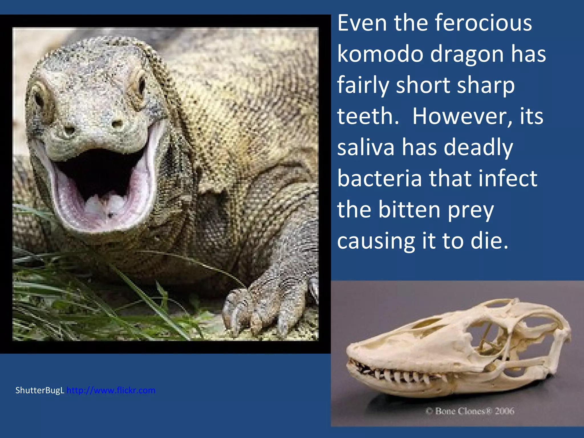 ShutterBugL  http://www.flickr.com   Even the ferocious komodo dragon has fairly short sharp teeth.  However, its saliva has deadly bacteria that infect the bitten prey causing it to die. 