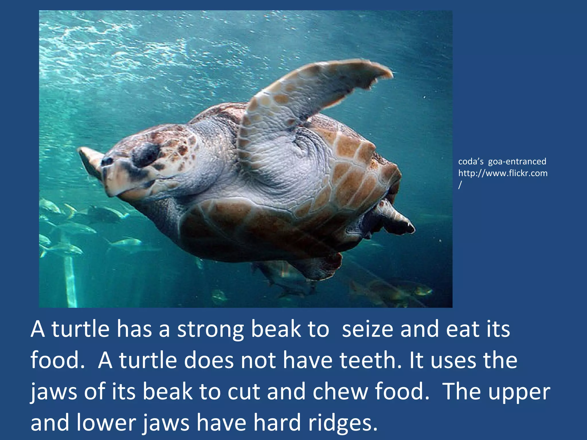 A turtle has a strong beak to  seize and eat its food.  A turtle does not have teeth. It uses the jaws of its beak to cut and chew food.  The upper and lower jaws have hard ridges.  coda’s  goa-entranced http://www.flickr.com/  