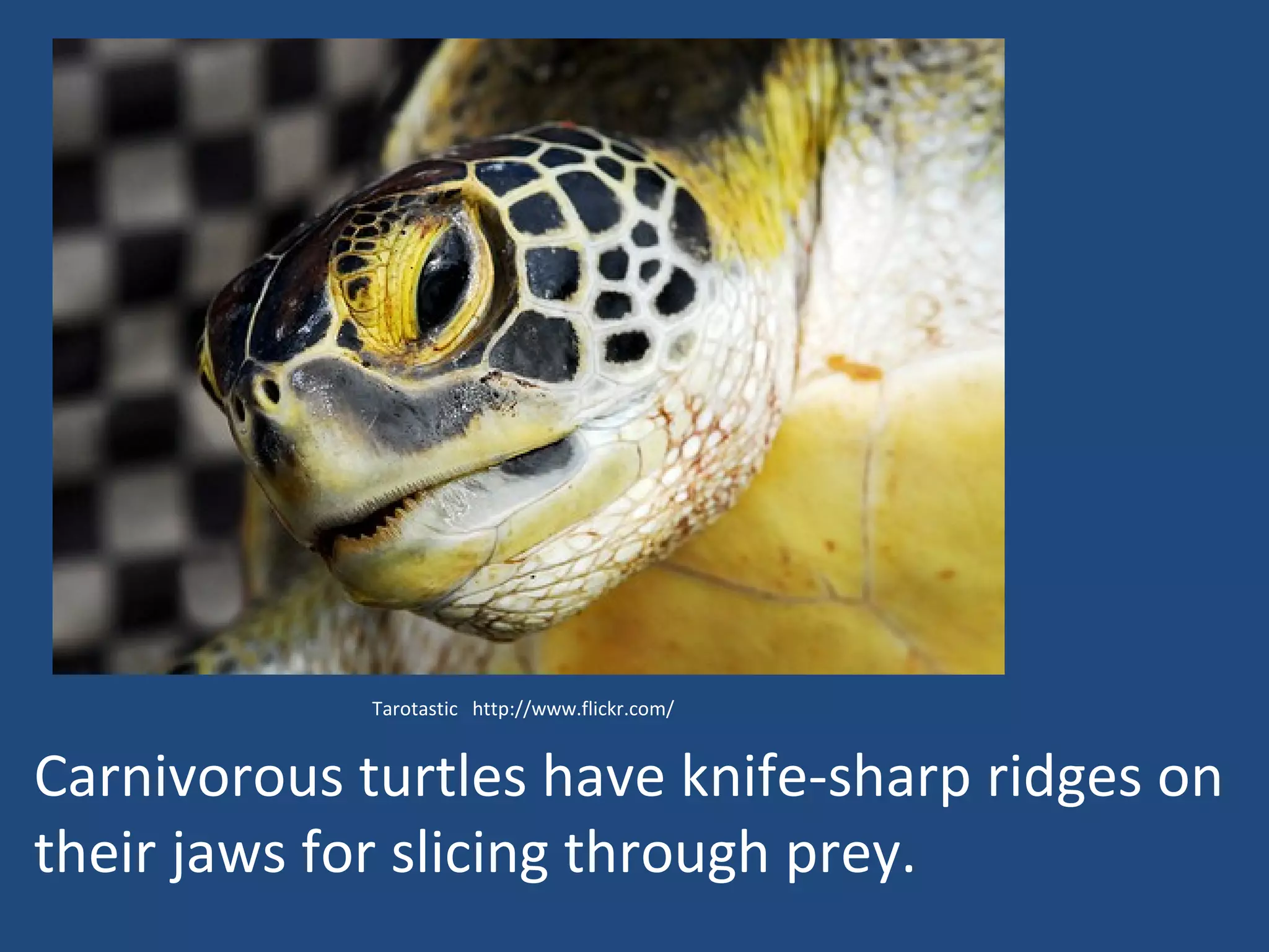 Carnivorous turtles have knife-sharp ridges on their jaws for slicing through prey.   Tarotastic  http://www.flickr.com/ 