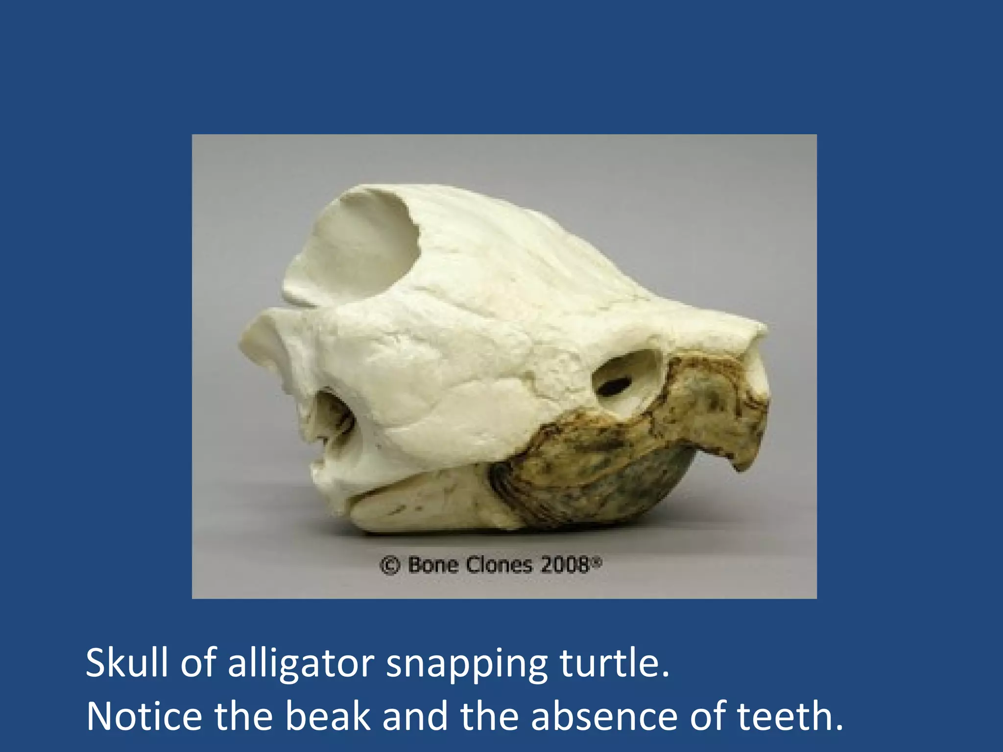 Skull of alligator snapping turtle. Notice the beak and the absence of teeth. 