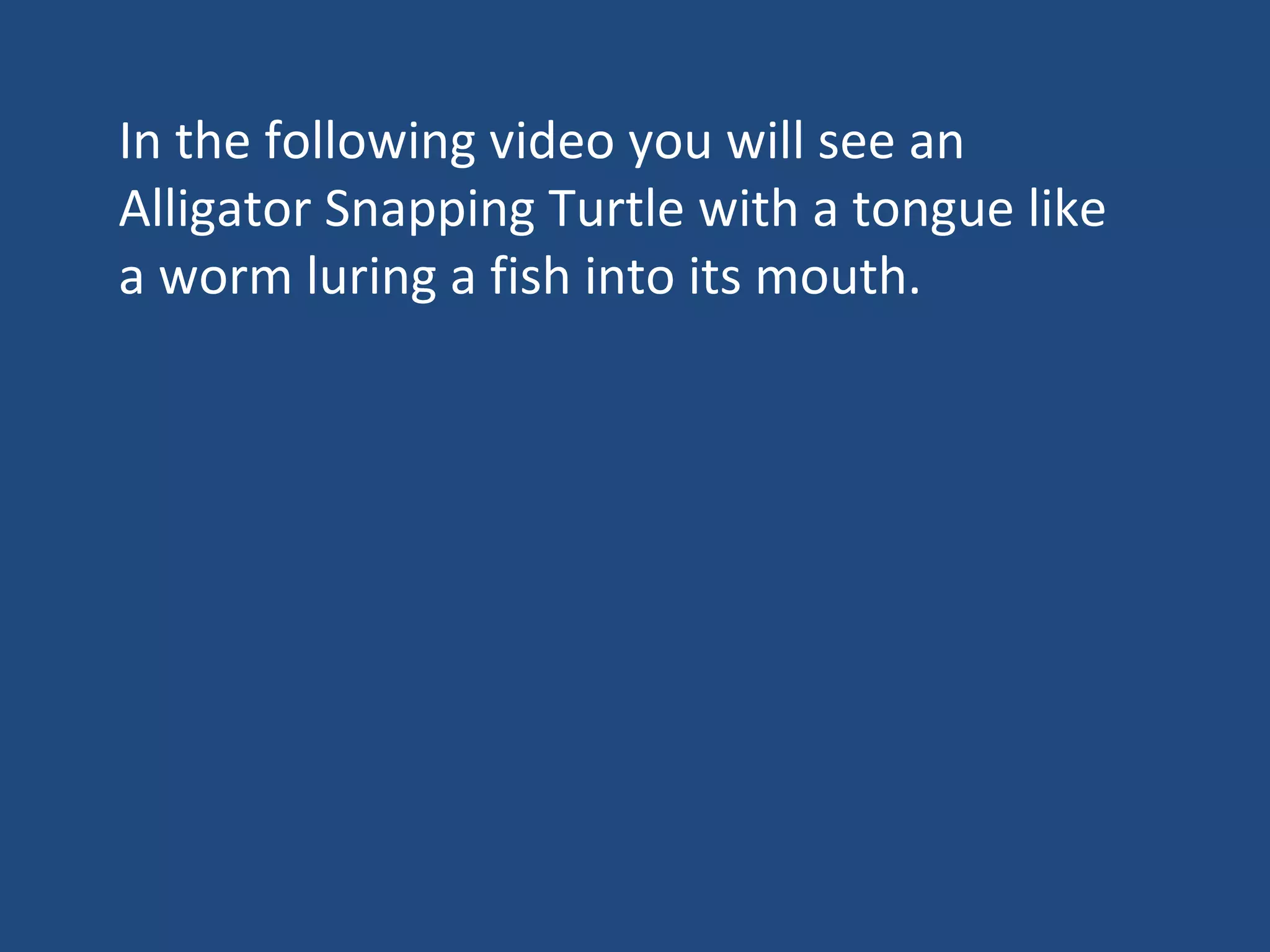 In the following video you will see an Alligator Snapping Turtle with a tongue like a worm luring a fish into its mouth. 