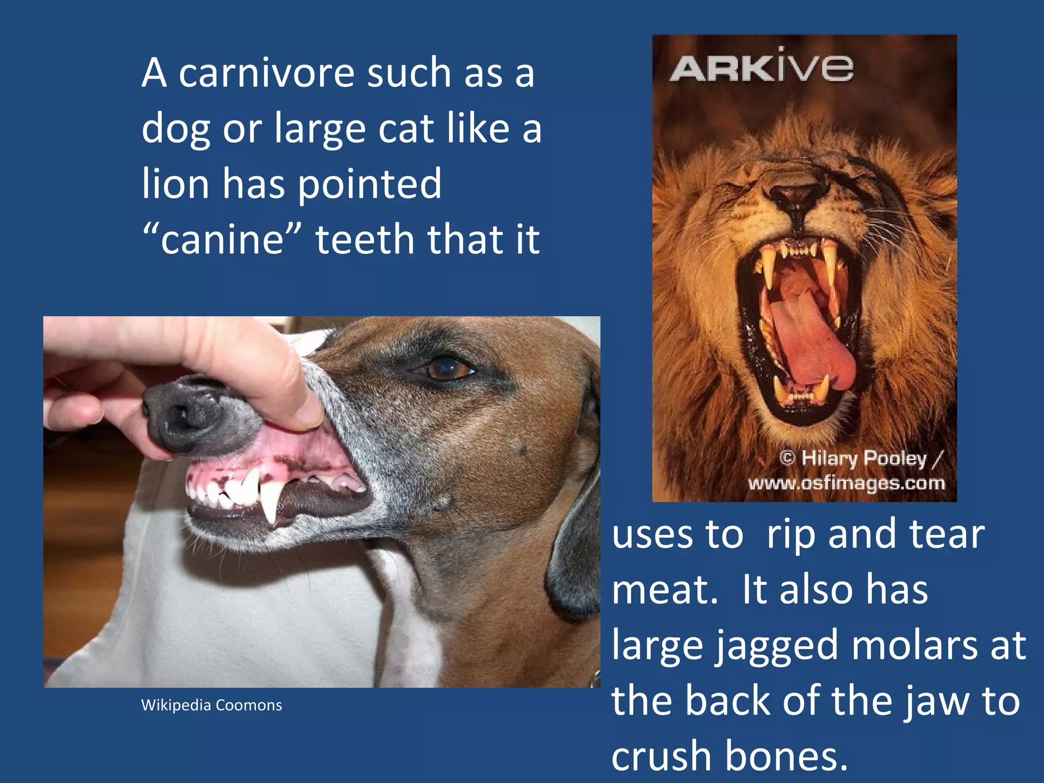 uses to  rip and tear meat.  It also has large jagged molars at the back of the jaw to crush bones. Wikipedia Coomons A carnivore such as a dog or large cat like a lion has pointed “canine” teeth that it  