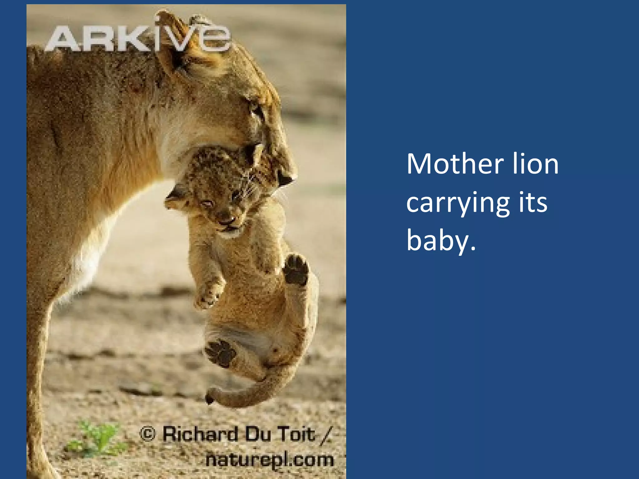 Mother lion carrying its baby. 
