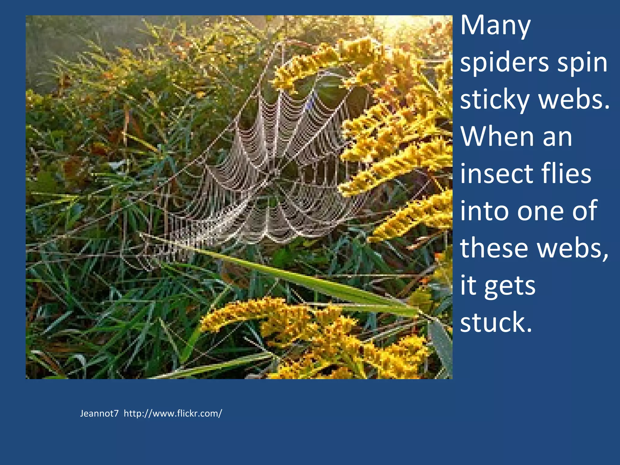 Jeannot7  http://www.flickr.com/ Many spiders spin sticky webs. When an insect flies into one of these webs, it gets stuck.  