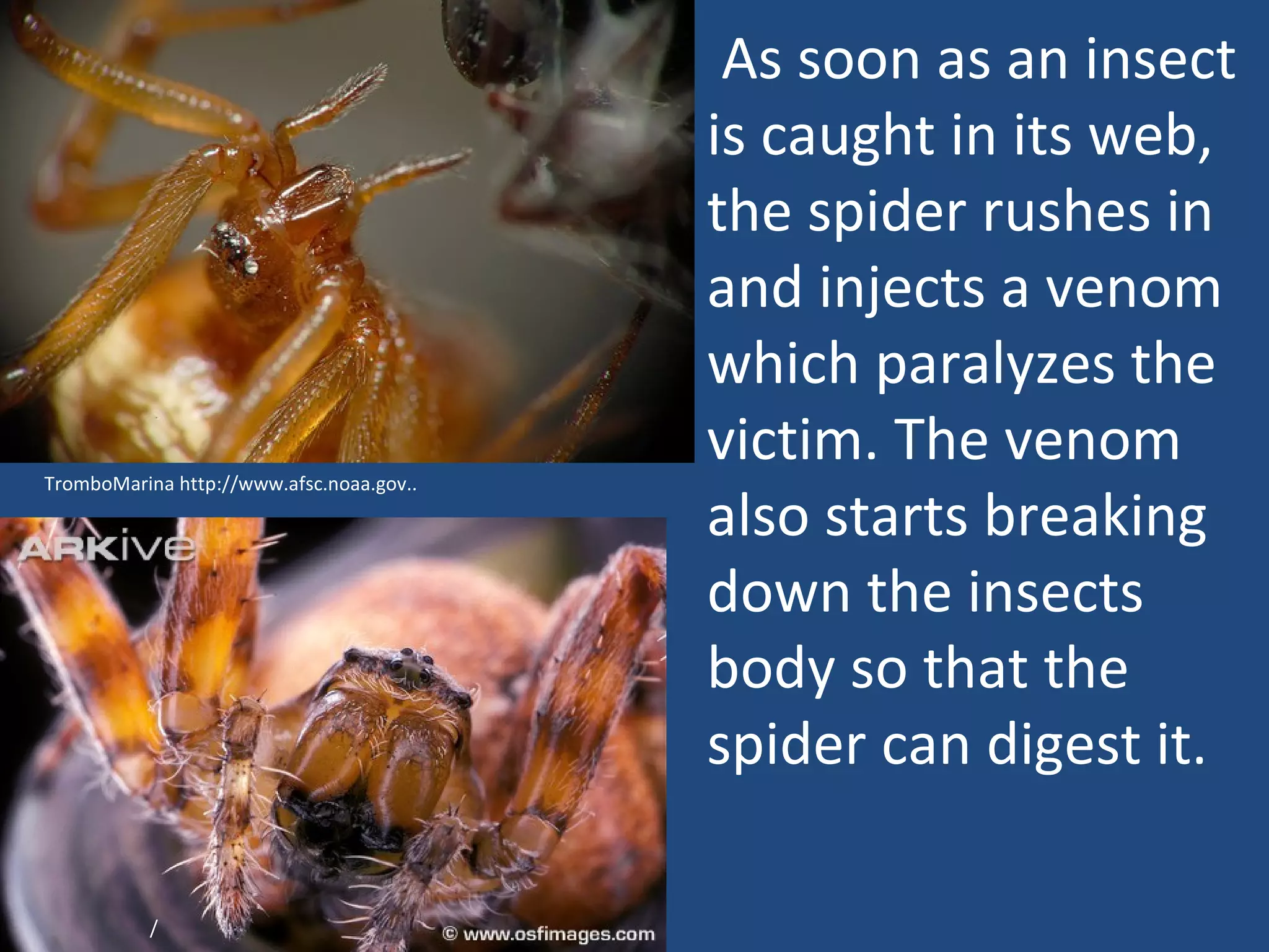 / As soon as an insect is caught in its web, the spider rushes in and injects a venom which paralyzes the victim. The venom also starts breaking down the insects body so that the spider can digest it. TromboMarina http://www.afsc.noaa.gov.. 