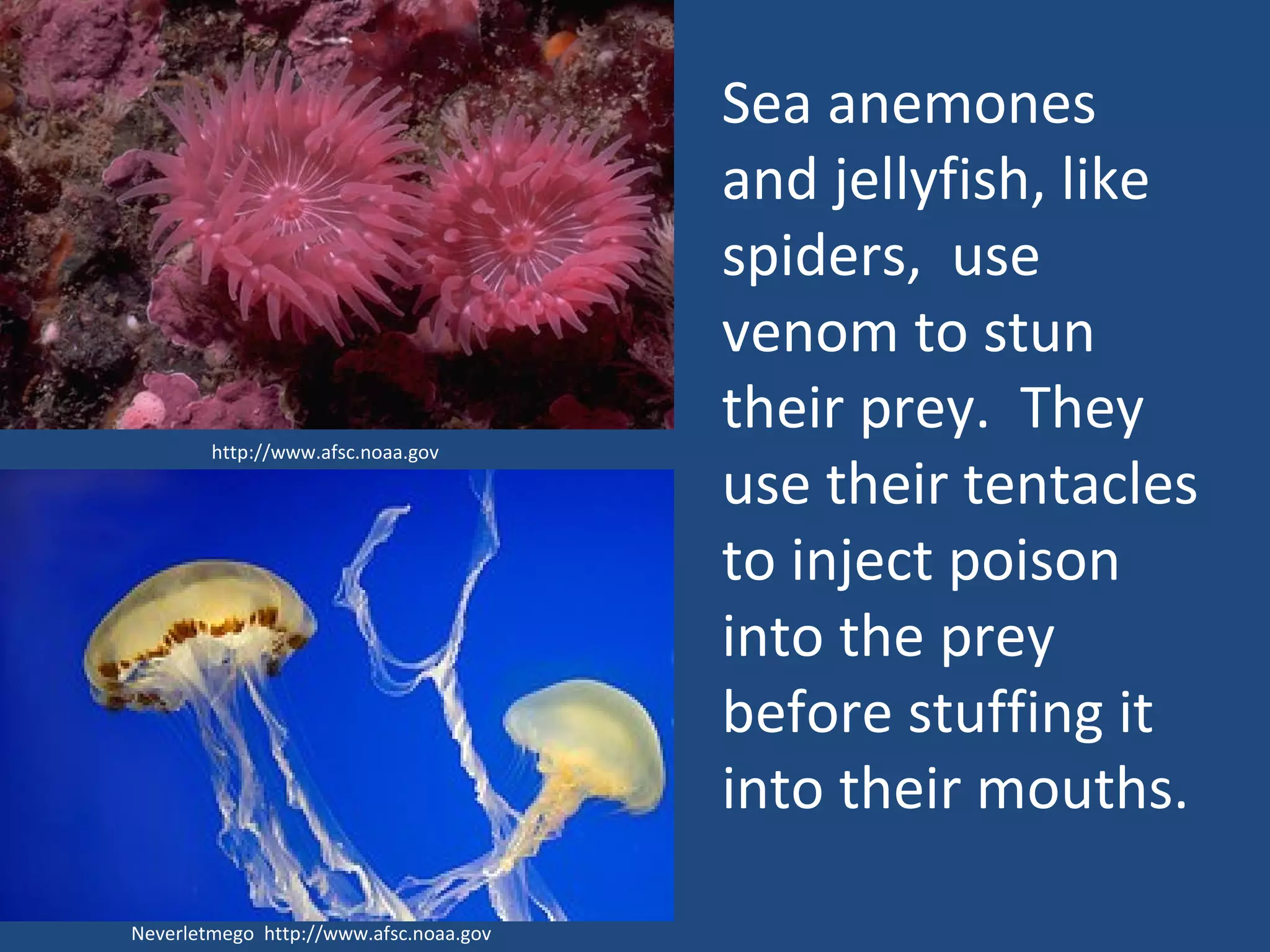 http://www.afsc.noaa.gov Neverletmego  http://www.afsc.noaa.gov Sea anemones and jellyfish, like spiders,  use venom to stun their prey.  They use their tentacles to inject poison into the prey before stuffing it into their mouths. 