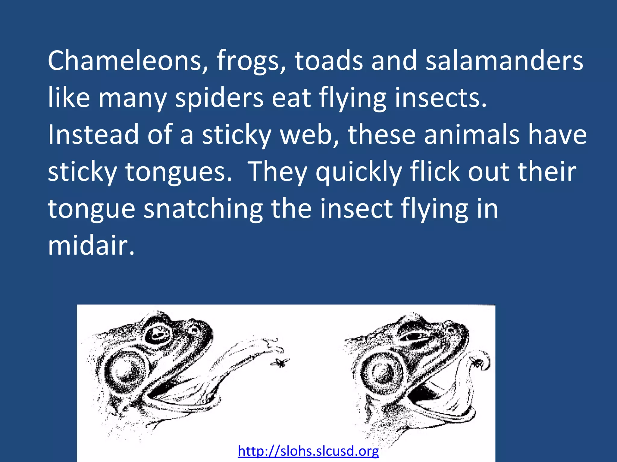 Chameleons, frogs, toads and salamanders like many spiders eat flying insects.  Instead of a sticky web, these animals have sticky tongues.  They quickly flick out their  tongue snatching the insect flying in midair. http://slohs.slcusd.org 