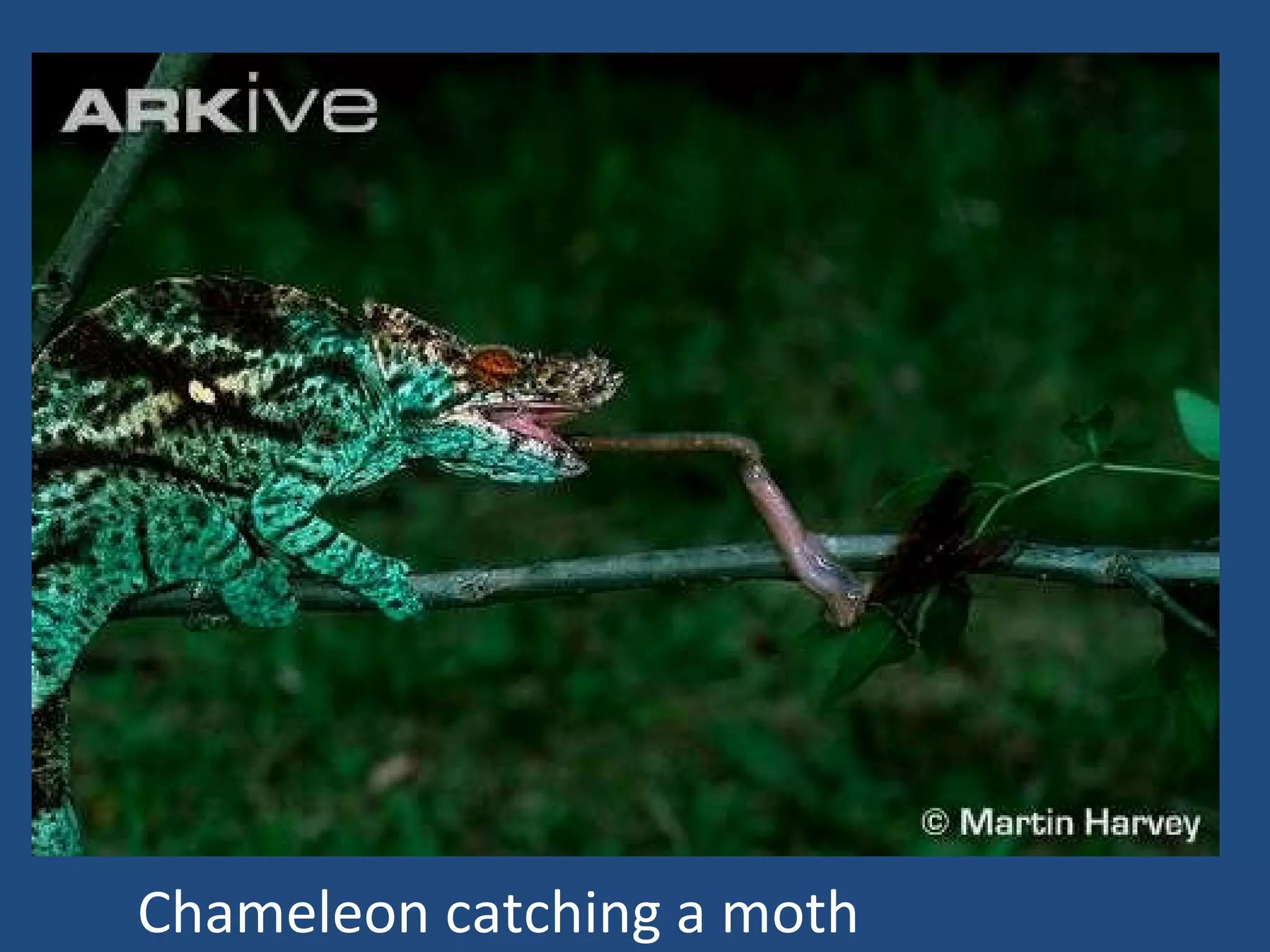 Chameleon catching a moth 