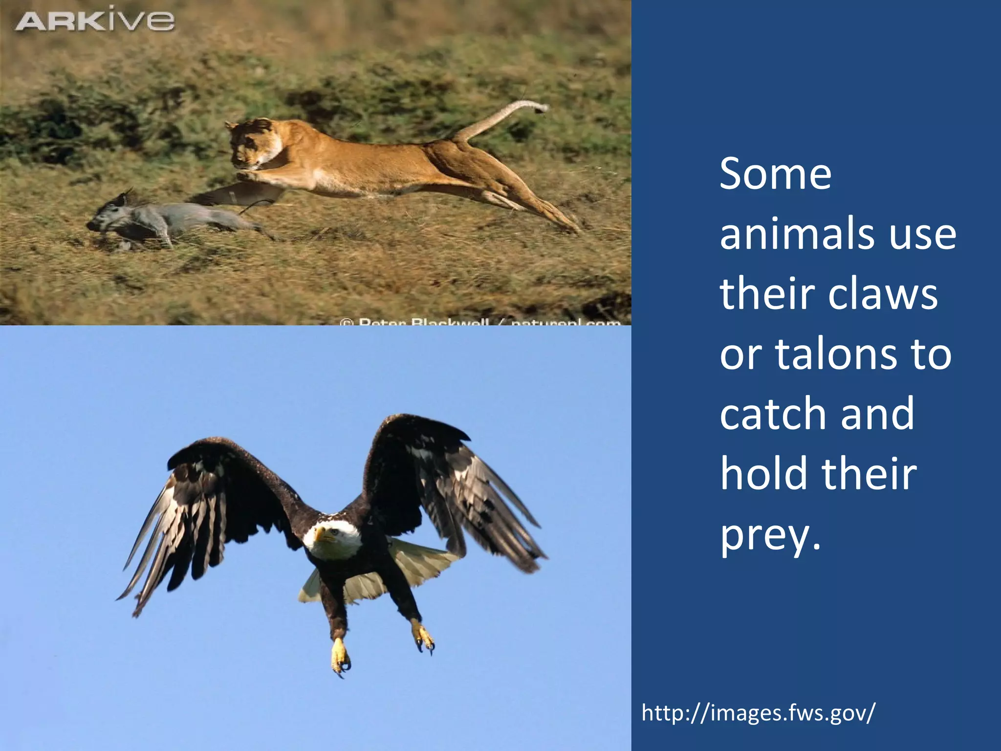 Some animals use their claws or talons to catch and hold their prey. http://images.fws.gov/ 