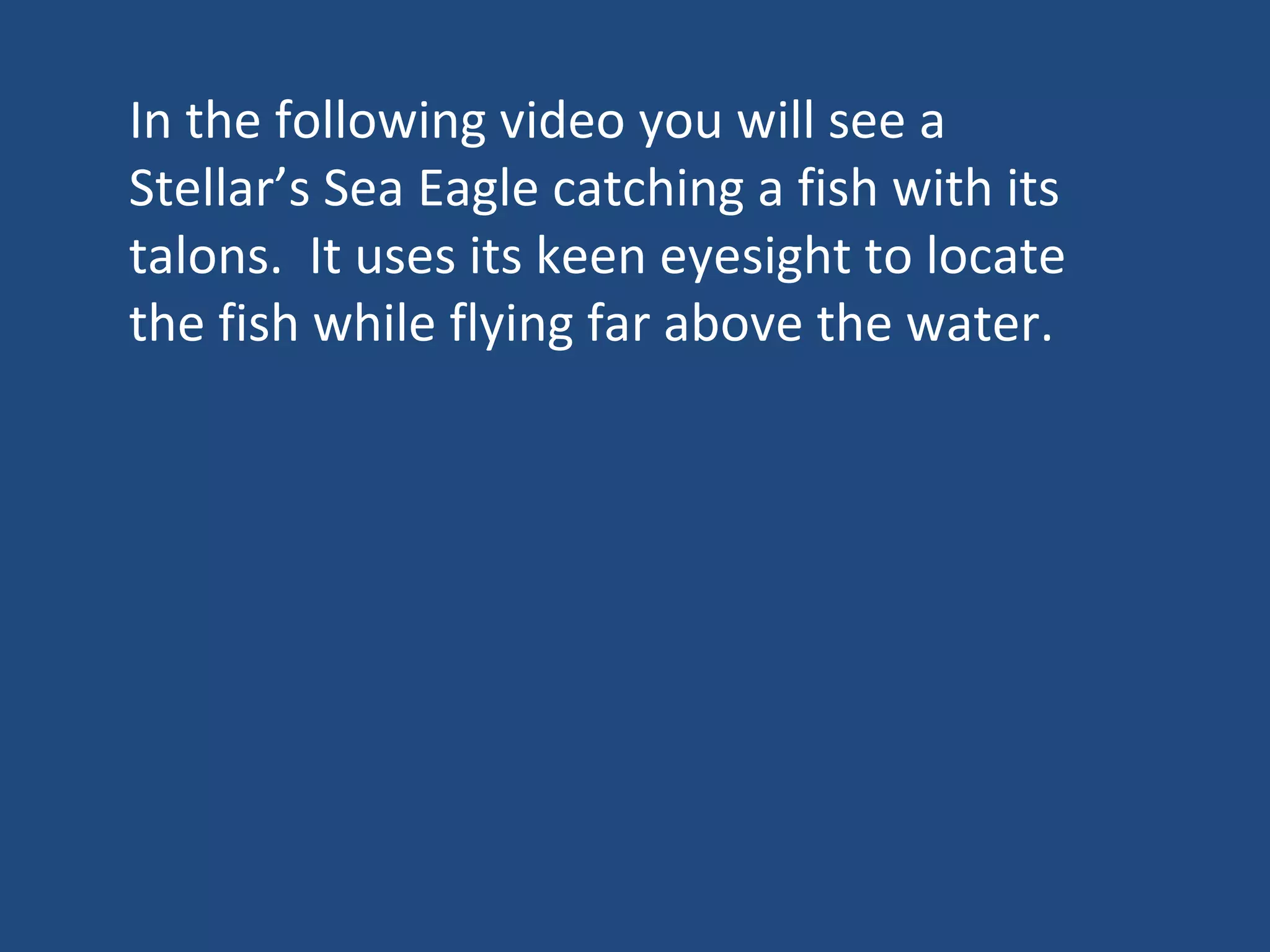 In the following video you will see a Stellar’s Sea Eagle catching a fish with its talons.  It uses its keen eyesight to locate the fish while flying far above the water. 