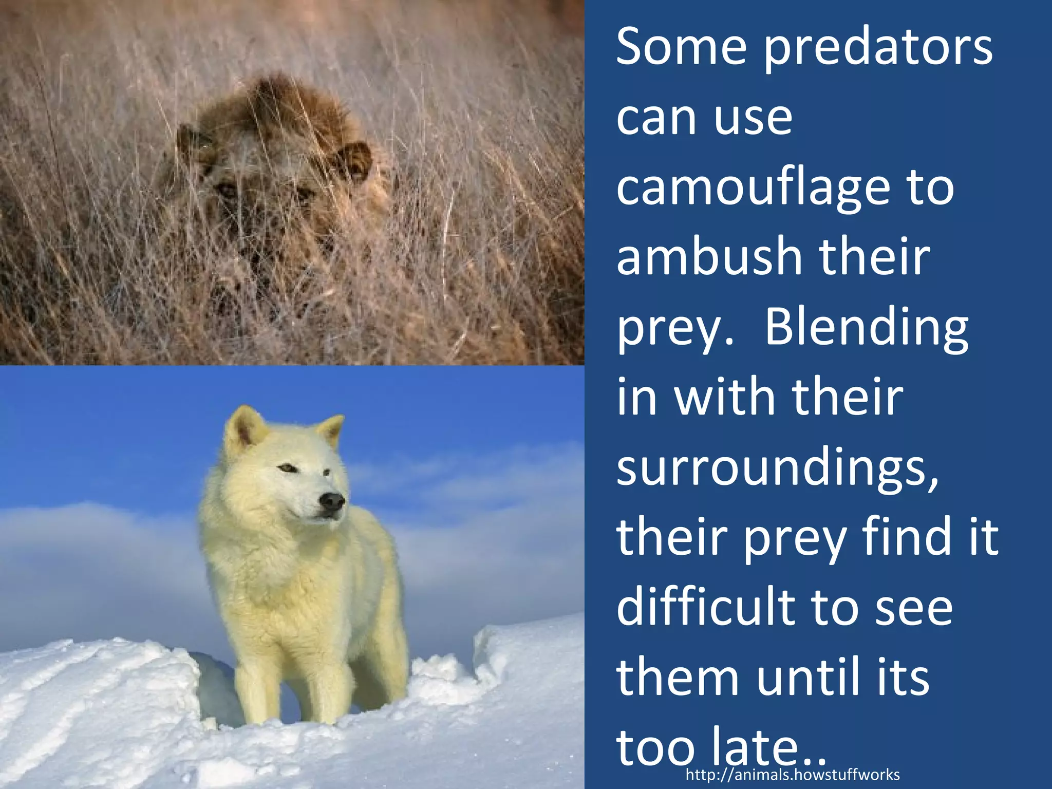 http://animals.howstuffworks. Some predators can use camouflage to ambush their prey.  Blending in with their surroundings, their prey find it difficult to see them until its too late.. 